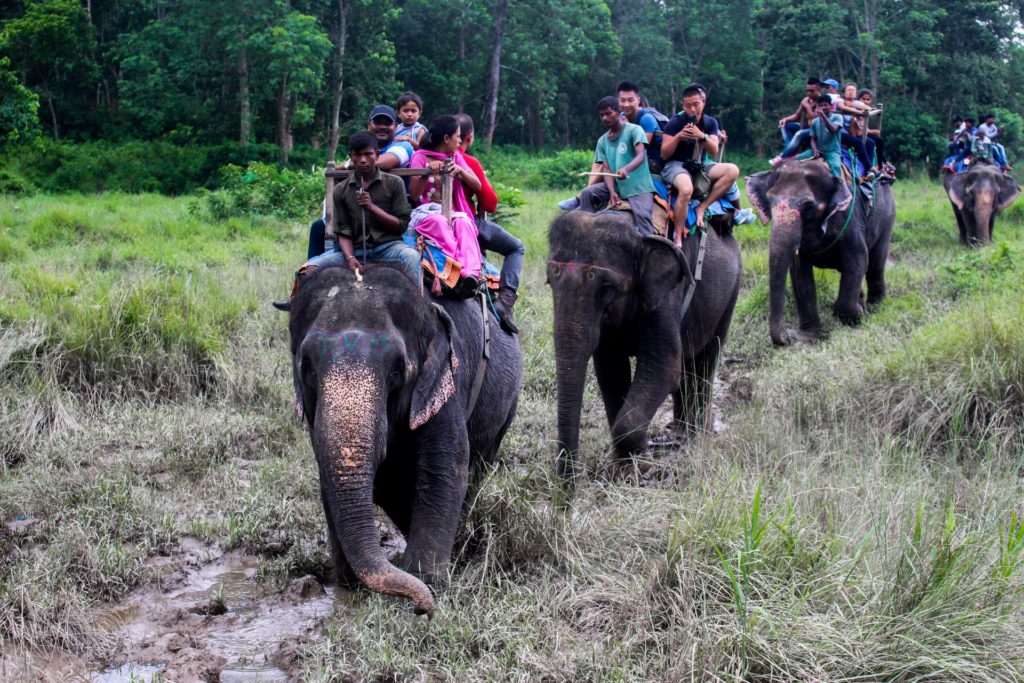 Elephant_Safari_inside_Chitwan_National_Park