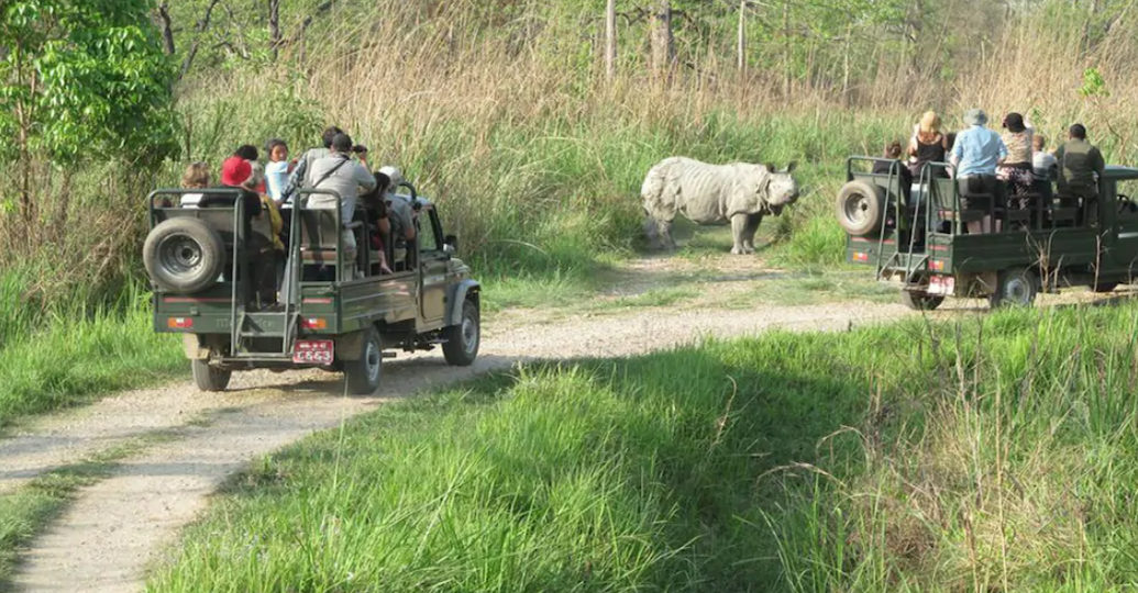 safari in the jungle