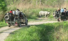 jeep safari in jungle