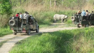 jeep safari in jungle